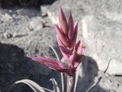 Tillandsia purpurea