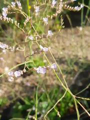 Limonium cossonianum