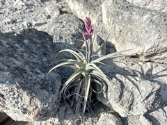 Tillandsia purpurea
