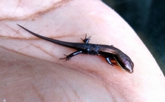 Eutropis macularia