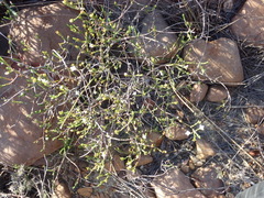 Lachnaea pusilla