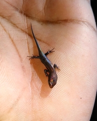 Eutropis macularia