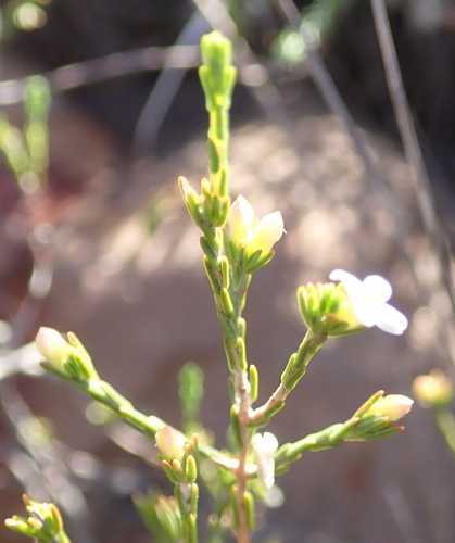 Image of Lachnaea pusilla by (c) Nicola van Berkel, some rights reserved (CC BY-SA)