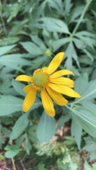 Rudbeckia laciniata