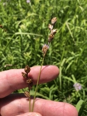 Carex bicknellii