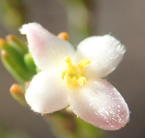 Image of Lachnaea pusilla by (c) Nicola van Berkel, some rights reserved (CC BY-SA)