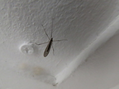 Chioneinae