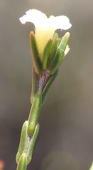 Lachnaea pusilla