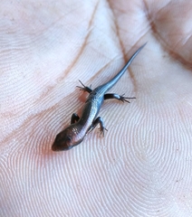 Eutropis macularia