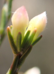 Lachnaea pusilla