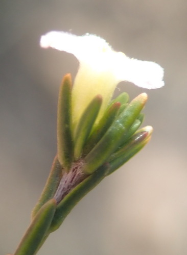 Image of Lachnaea pusilla by (c) Nicola van Berkel, some rights reserved (CC BY-SA)