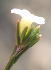 Lachnaea pusilla