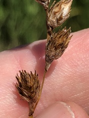 Carex bicknellii