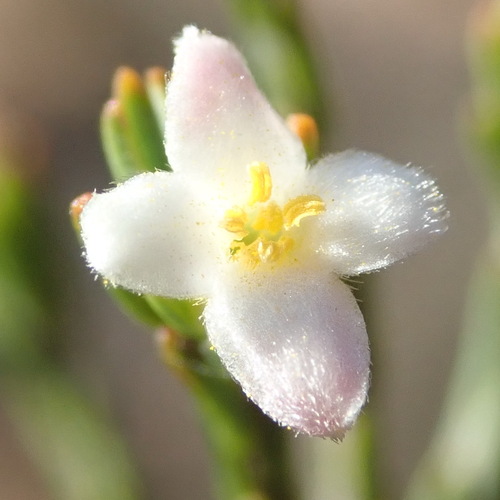 Skinny Stripper (Lachnaea pusilla)