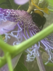 Bombus sonorus