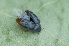 Trogoderma glabrum