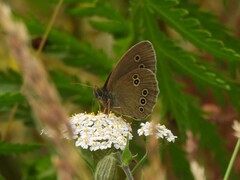 Aphantopus hyperantus