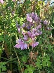 Physostegia correllii