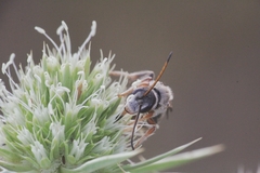 Halictus brunnescens