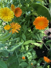 Calendula officinalis