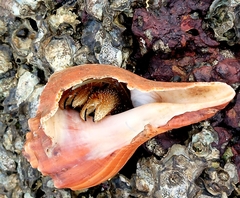 Clibanarius infraspinatus