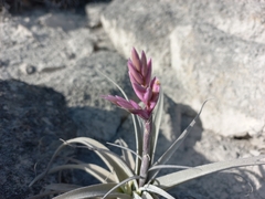 Tillandsia purpurea