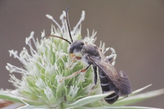 Halictus brunnescens