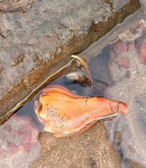 Clibanarius infraspinatus