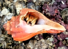 Clibanarius infraspinatus