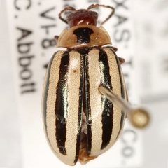 Kuschelina petaurista