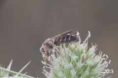 Halictus brunnescens