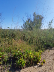 Limonium cossonianum