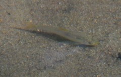 Notropis longirostris