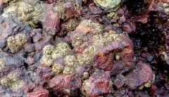 Chthamalus dentatus