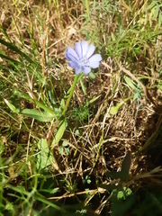Cichorium pumilum