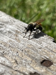 Laphria flava
