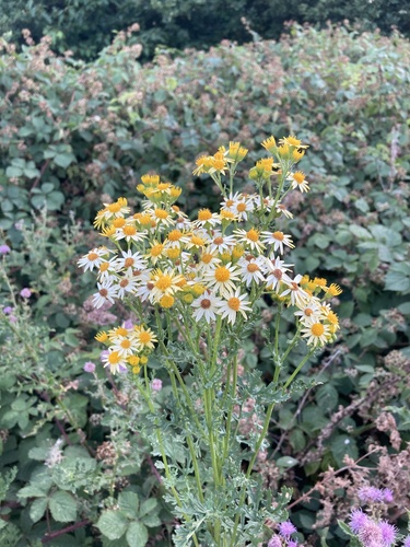 Cineraria del campo