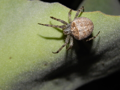 Pararaneus cyrtoscapus