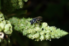 Hylaeus hyalinatus
