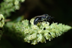 Hylaeus hyalinatus