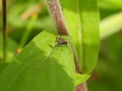 Diptera