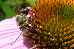 Melissodes desponsus