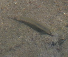Notropis longirostris