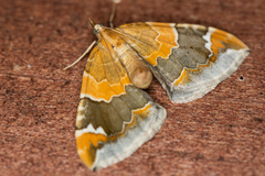 Eulithis pyropata