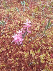 Andromeda polifolia glaucophylla