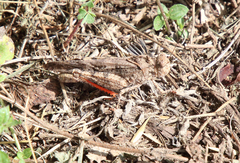 Spharagemon cristatum