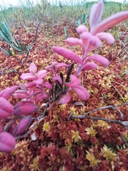 Andromeda polifolia glaucophylla