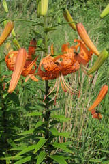 Lilium michiganense