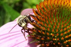 Melissodes desponsus