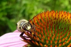 Melissodes desponsus